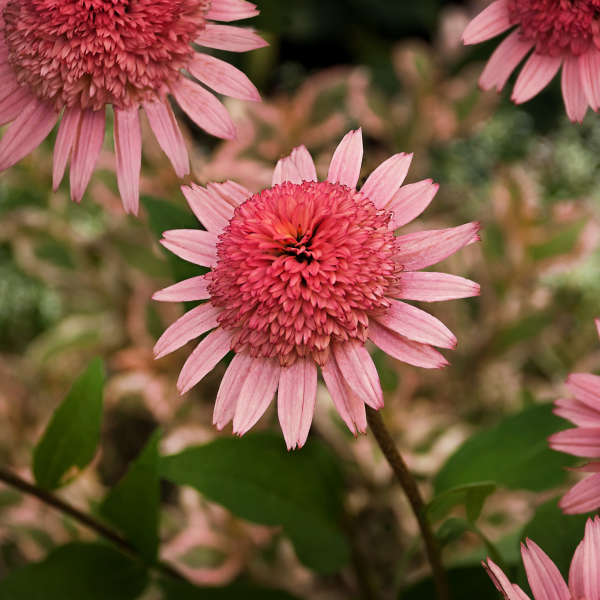 Echinacea 'Raspberry Truffle' Coneflower