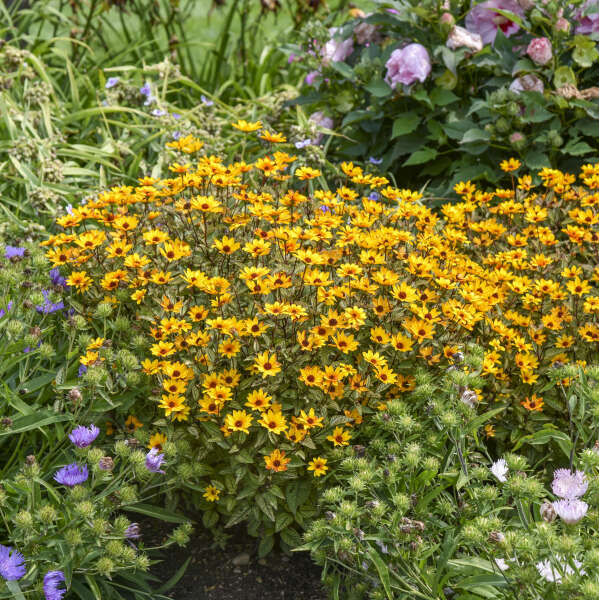 Heliopsis 'Touch of Blush' False Sunflower