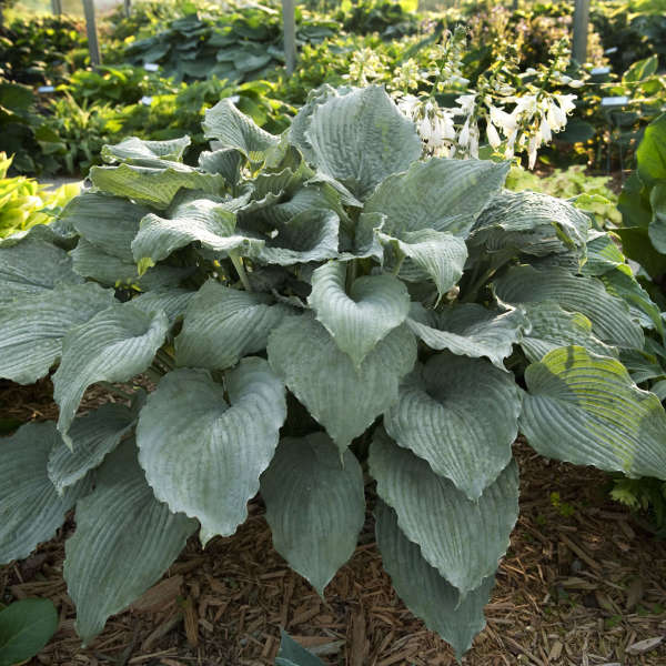 Hosta 'Queen of the Seas' Hosta