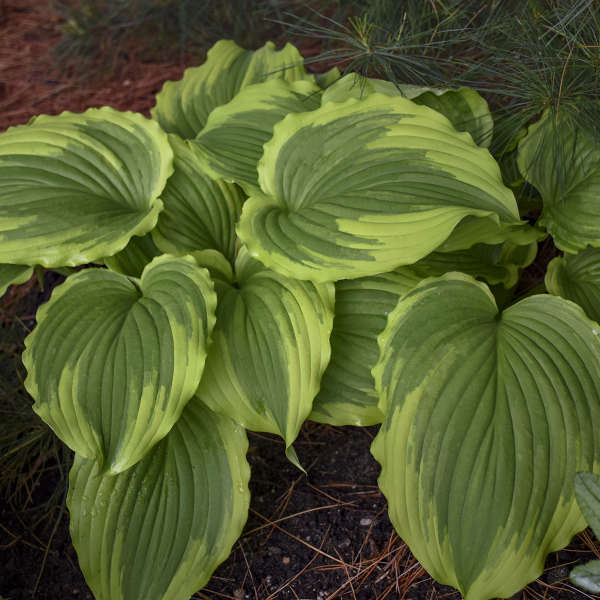 Hosta 'One Last Dance' Hosta