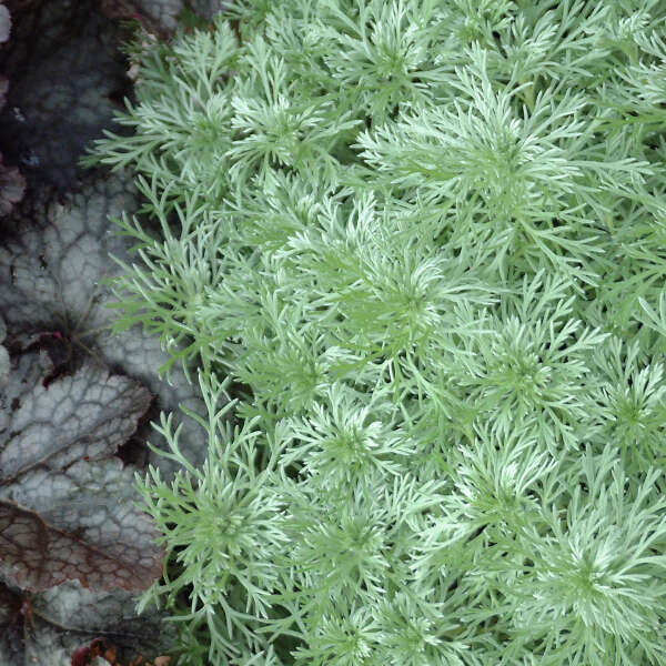 Artemisia 'Silver Mound' Silver Mound Artemisia