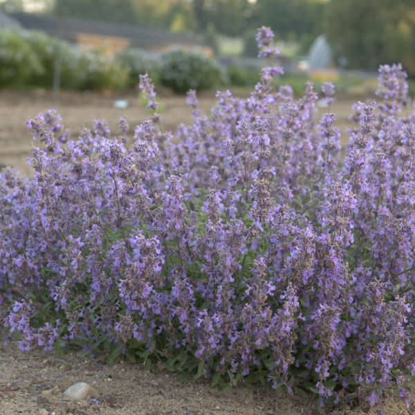 Nepeta LITTLE TRUDY® Catmint