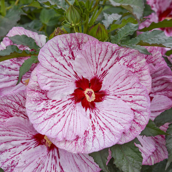 Hibiscus 'Glitter Bomb' Rose Mallow