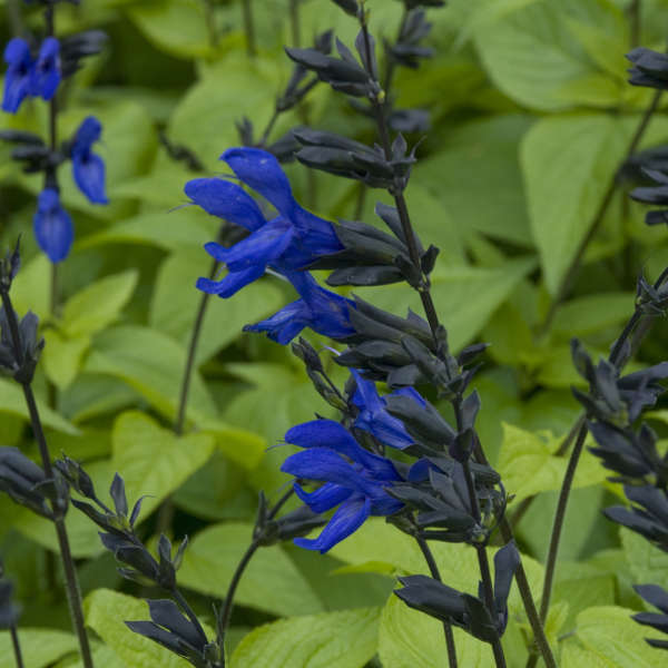 Salvia 'Black and Blue' Blue Anise Sage