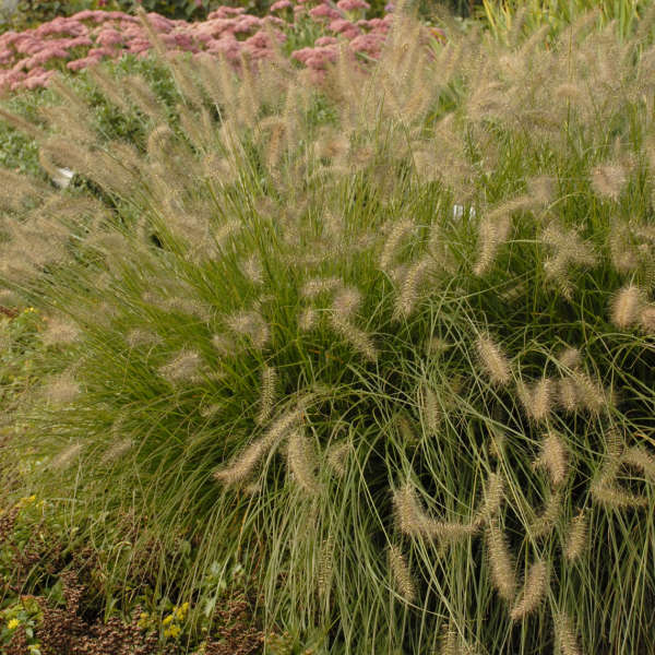 Pennisetum 'Piglet' Fountain Grass