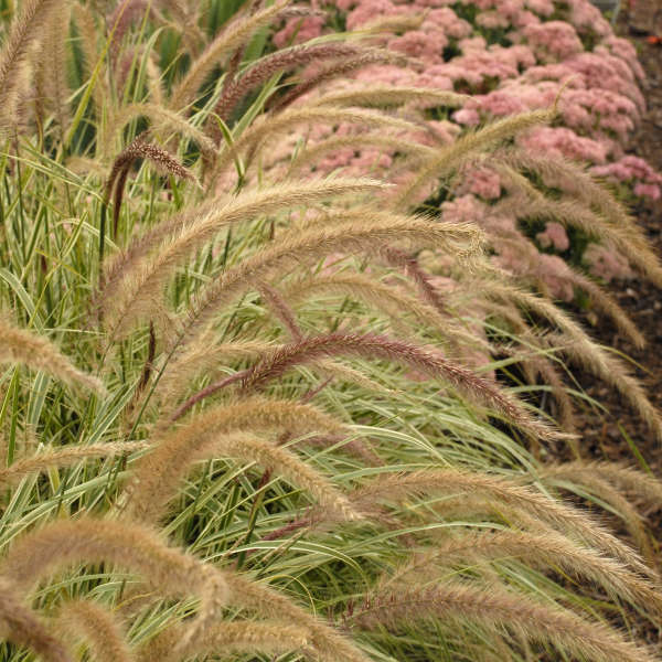 Pennisetum 'Sky Rocket' Fountain Grass