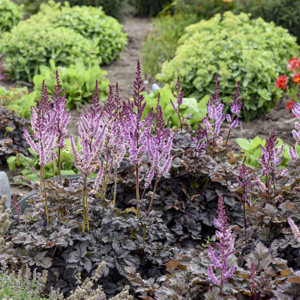 Astilbe 'Dark Side of the Moon' Astilbe