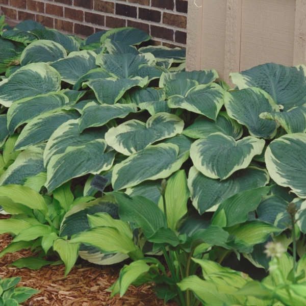 Hosta 'Northern Exposure' Hosta