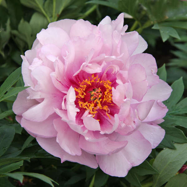 Paeonia 'First Arrival' Intersectional Peony