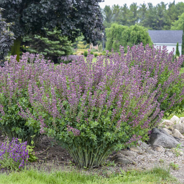 Baptisia 'Grape Escape' False Indigo