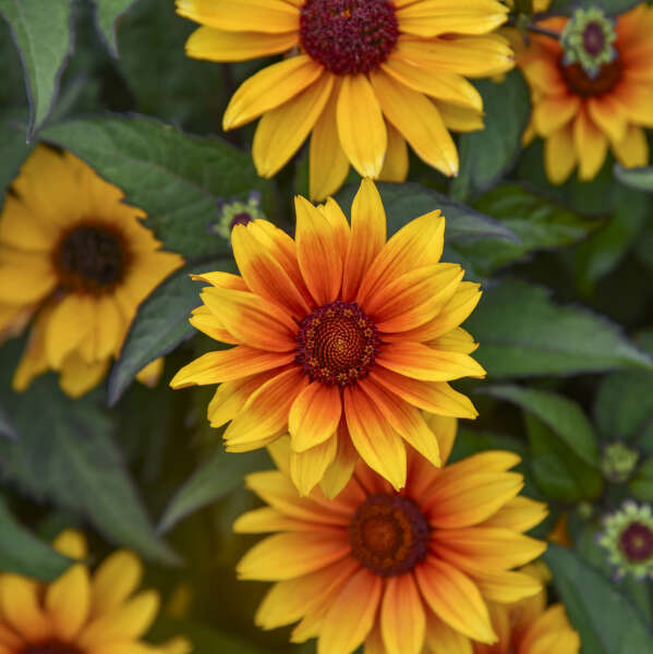 Heliopsis 'Sundial' False Sunflower