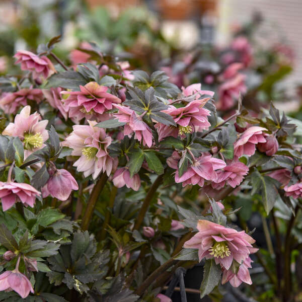 Helleborus 'Mother of the Bride' Lenten Rose