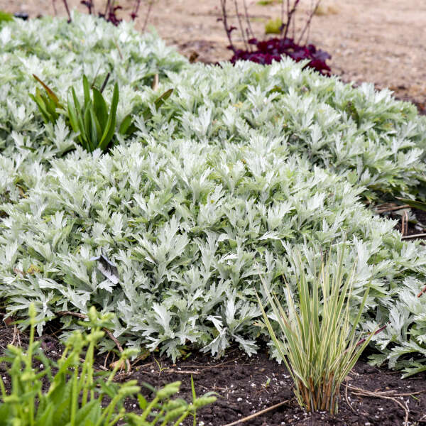 Artemisia 'Silver Lining' White Sagebrush