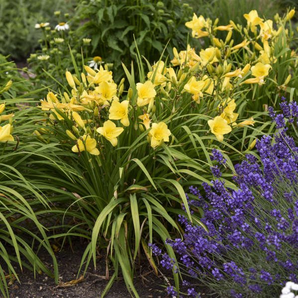 Hemerocallis 'Happy Returns' Daylily