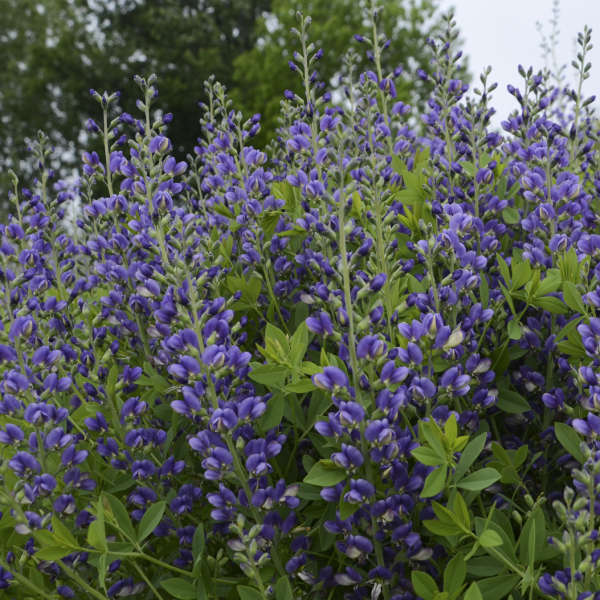 Baptisia 'Blueberry Sundae' False Indigo