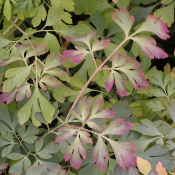 Corydalis 'Blackberry Wine' Corydalis