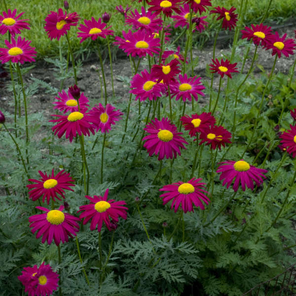 Tanacetum 'Robinson's Red' Painted Daisy