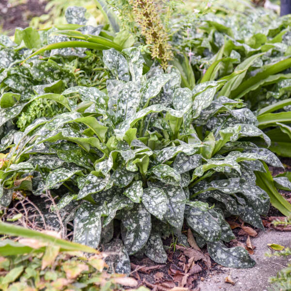 Pulmonaria 'Pink-a-Blue' Lungwort