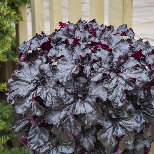 Heuchera 'Evening Gown' Coral Bells