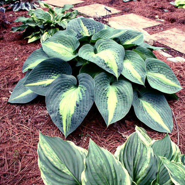 Hosta 'Lakeside Beach Captain' Hosta