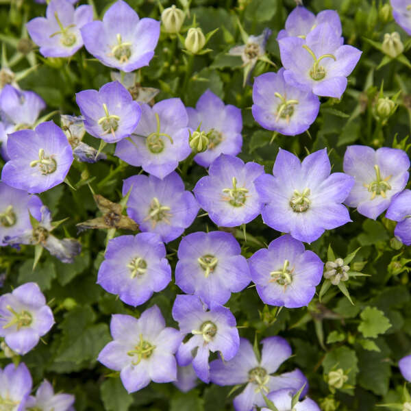 Campanula 'Twilight' Carpathian Bellflower