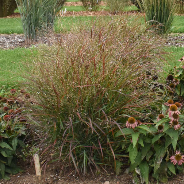 Panicum 'Red Flame' Red Switch Grass
