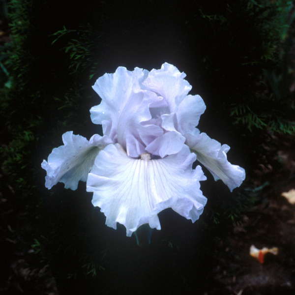 Iris 'Silverado' Tall Bearded Iris