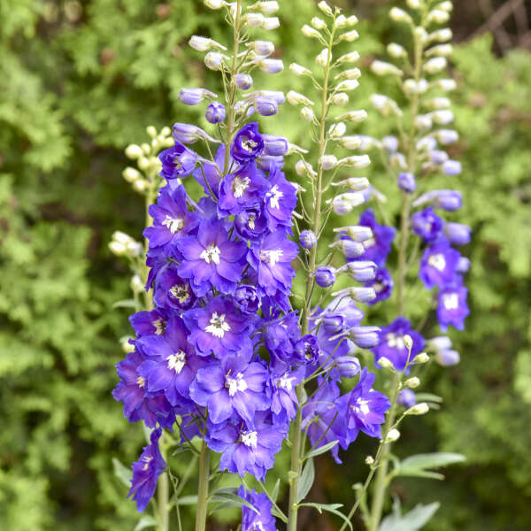 Delphinium 'Violets Are Blue' Hybrid Bee Delphinium