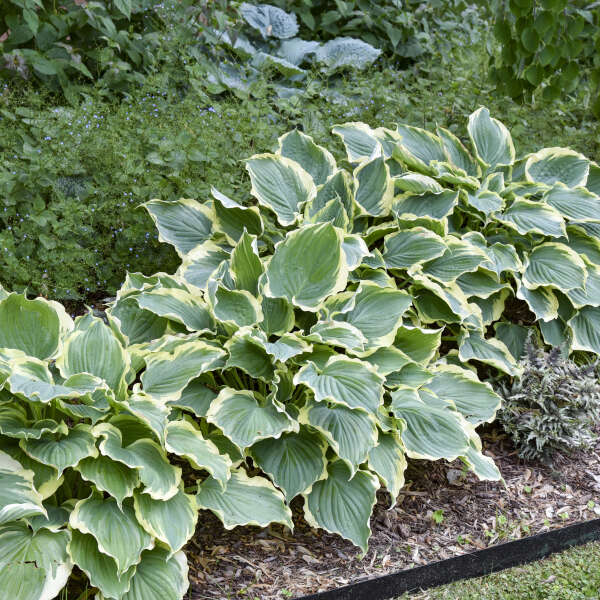 Hosta 'Hope Springs Eternal' Hosta