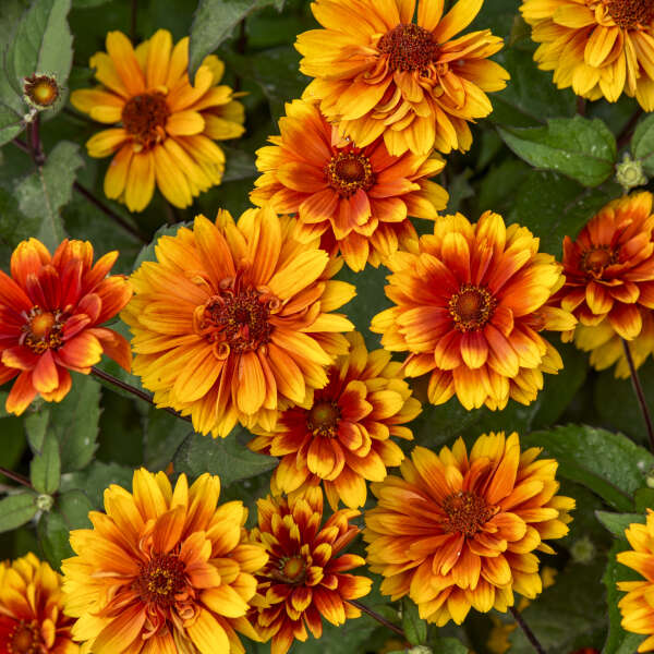 Heliopsis 'Forged in Fire' False Sunflower