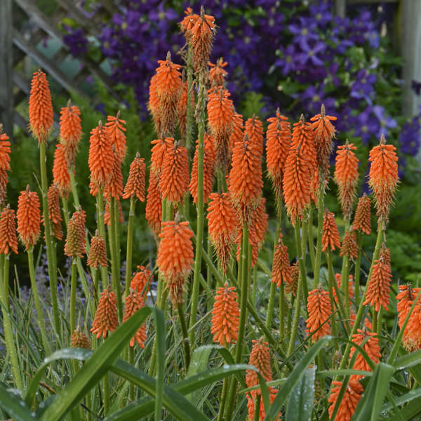 Care of red hot poker plant