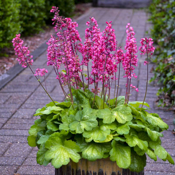 Heuchera- The Ultimate Guide To Growing Coral Bells In 8 Steps