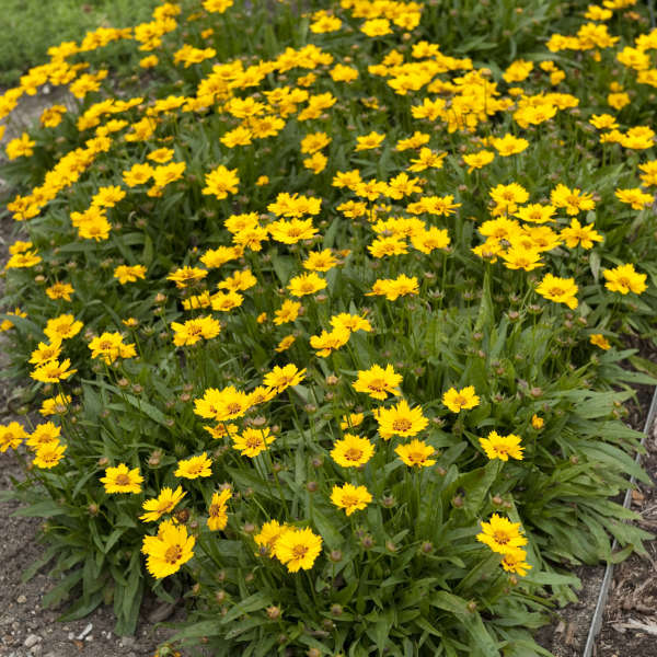 Coreopsis 'Little Sundial' PP18460 | Perennial Resource