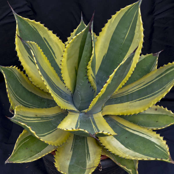 Agave 'Ripple Effect' Hardy Century Plant