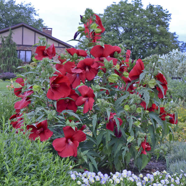 Hibiscus 'My Valentine' Rose Mallow