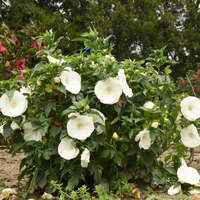 Hibiscus 'Marshmallow Moon'