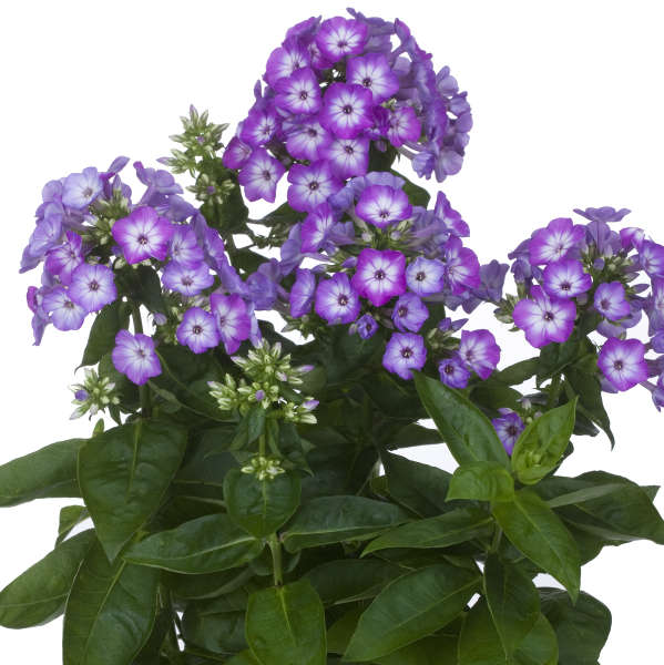 Phlox FLAME Purple Eye Tall Garden Phlox