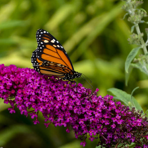Buddleia 'Queen of Hearts' Butterfly Bush