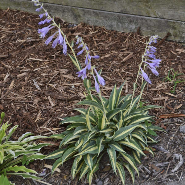 Hosta 'Little Treasure' Hosta