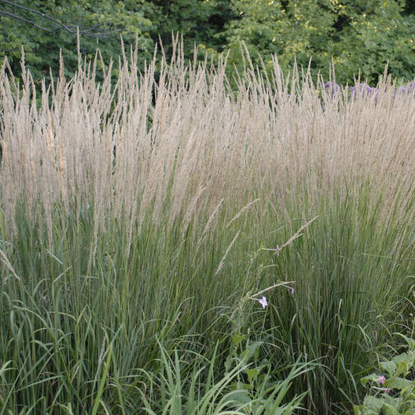 Calamagrostis 'Karl Foerster' Feather Reed Grass