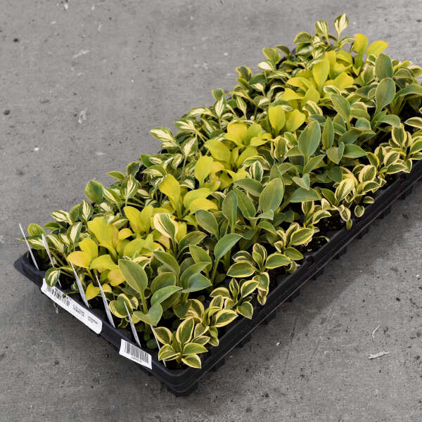 Hosta Mini Mix™ Hosta