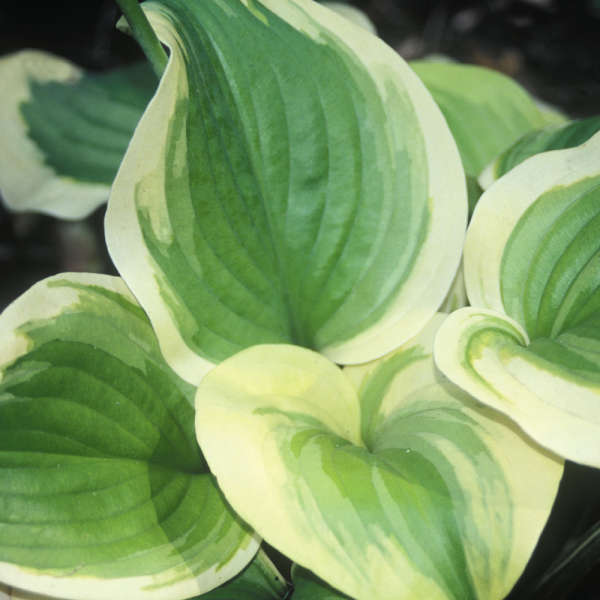 Hosta 'Sweet Innocence' Hosta