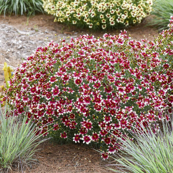 Coreopsis 'Heartstrings' Threadleaf Coreopsis