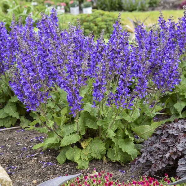 Salvia 'Dark Sky' Perennial Salvia