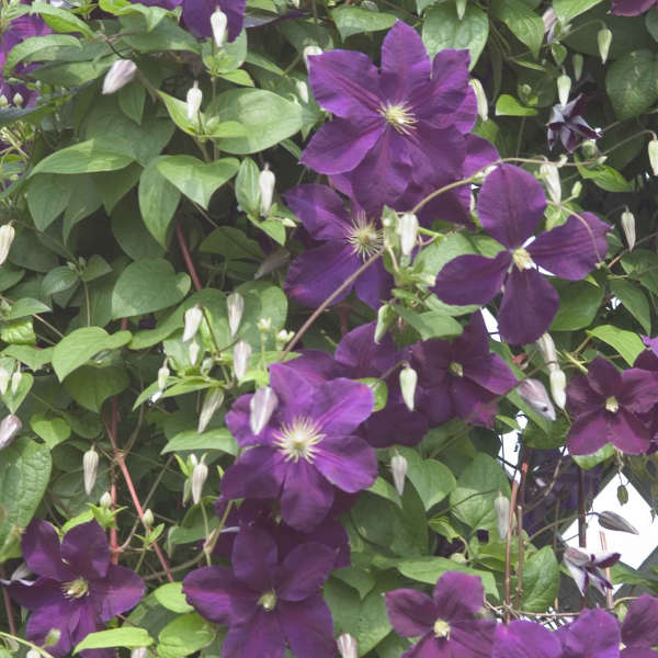 Clematis 'Jackmanii' Clematis