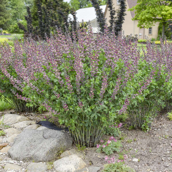 Baptisia 'Grape Escape' False Indigo