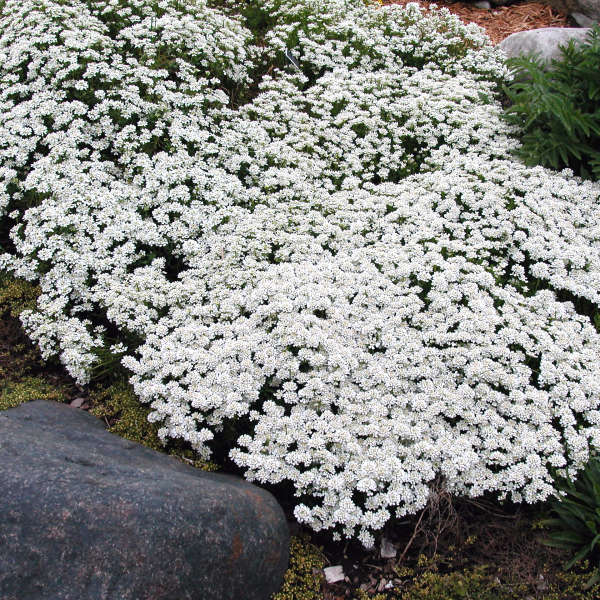 OVM Seeds Candytuft White Evergreen Perennial – Iberis Sempervirens, 1,000 Bulk Seeds