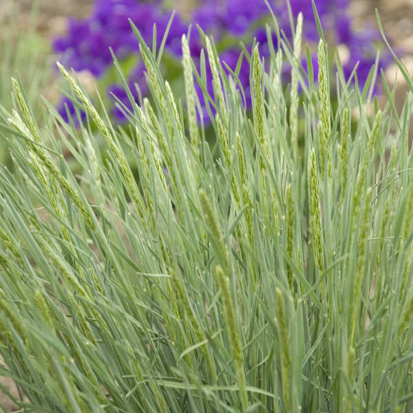 Koeleria 'Mountain Breeze' Somerset Hair Grass