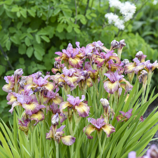 Iris 'Fiddles on Fire' Siberian Iris