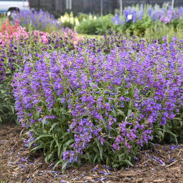 Penstemon 'Lavender Sapphires' Bearded Penstemon